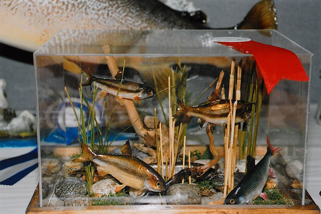 2005-pesci